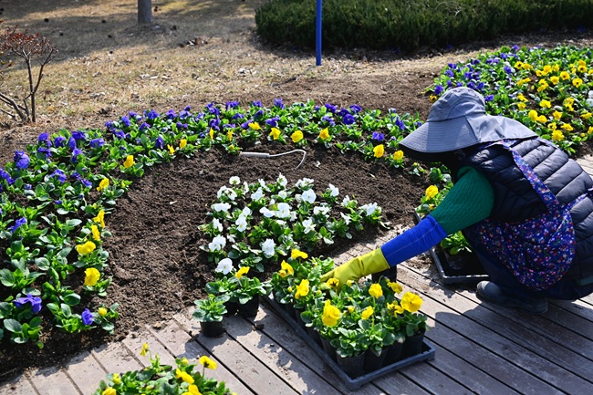 속초시, 4월까지 38만 본 봄꽃 식재 ··· 사계절·주야간 볼거리 풍성 