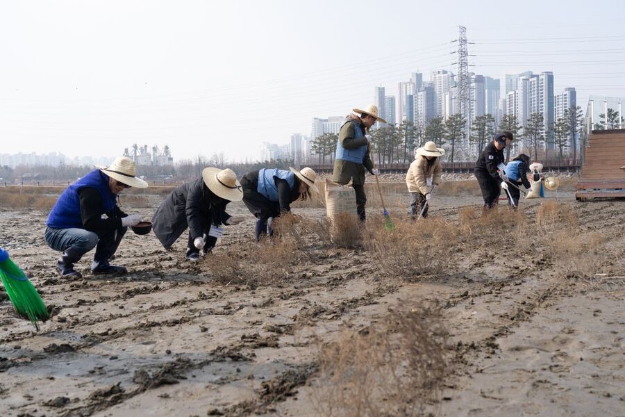 ▲ 인천항만공사 임직원 등이 소래습지 생태공원에서 염생식물을 파종하고 있다. ⓒ 인천항만공사 제공