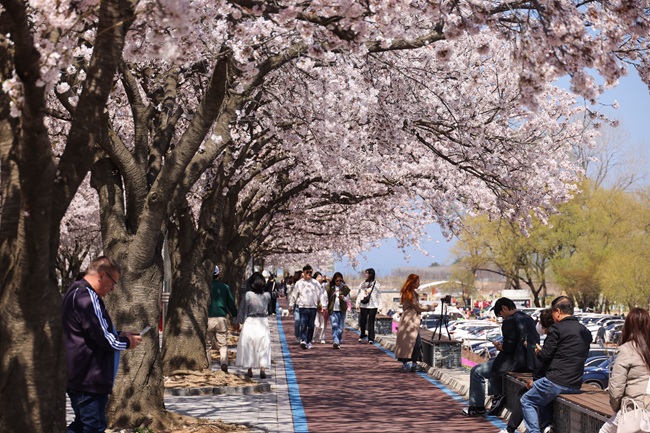 ▲ 지난해 열린 양양 남대천 벚꽃축제 모습. ⓒ양양군