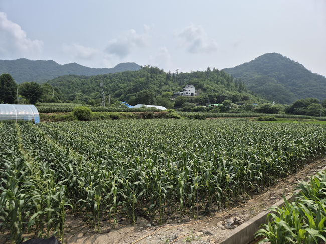 ▲ 옥수수 재배 모습. ⓒ홍천군