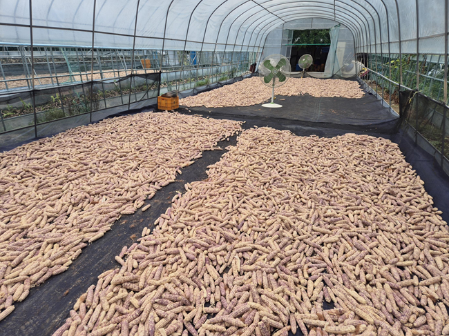 ▲ 건조중인 옥수수. ⓒ홍천군