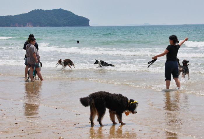 ▲ 지난해 태안에서 열린 '댕댕한바퀴' 반려동물 해변운동회 모습.ⓒ태안군