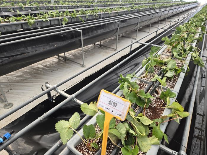 ▲ 딸기 우량묘 모습.ⓒ논산시