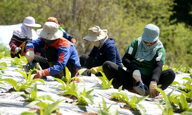 ▲ 일하고 있는 외국인 계절 근로자 모습. ⓒ화천군
