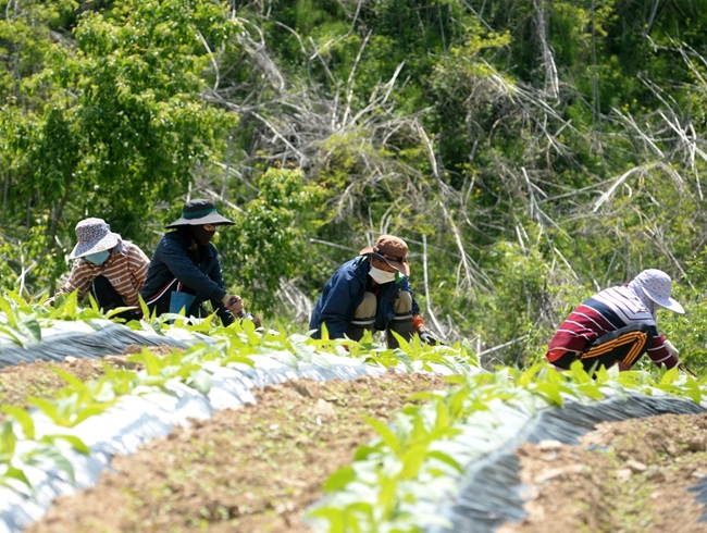 ▲ 일하고 있는 외국인 계절 근로자 모습. ⓒ화천군