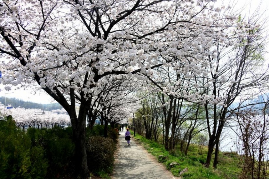 시흥시, 물왕호수 벚꽃길 걷기 행사 개최