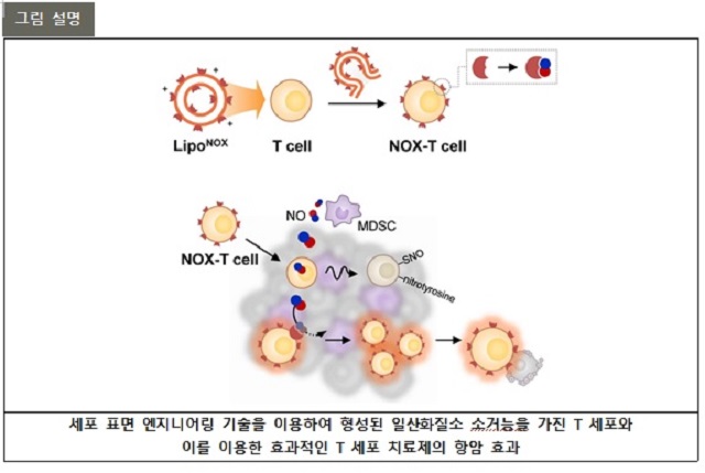 ▲ 연구 관련 그림.ⓒ포스텍