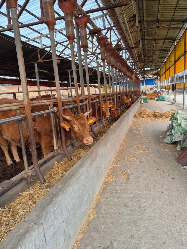 ▲ 축산분야 저탄소 농업프로그램 시범사업 추진(자료사진)ⓒ안성시 제공