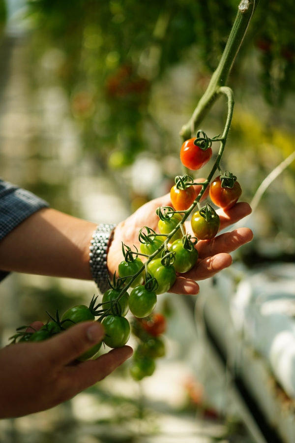 ▲ 킴스클럽과 직계약한 충남 부여군 세도면 최형남 농가의 대추방울토마토ⓒ이랜드 킴스클럽