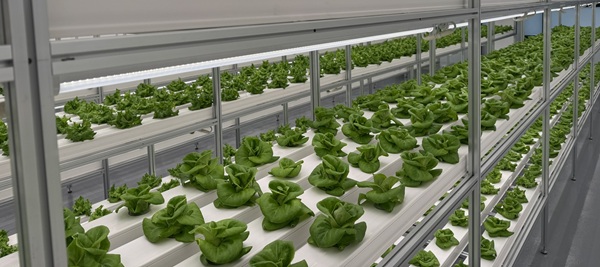 ▲ 대전시, 도심 공실을 활용한 스마트팜 ‘대전팜’확대에 나선다.ⓒ대전시