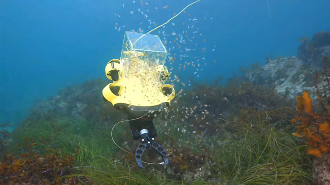 ▲ 삼척시 어린 대문어 방류 모습. ⓒ삼척시