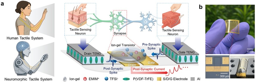 ▲ 생체모방 촉각 뉴로모픽 시스템. (a) TENG 구동 시냅스 전/후 스파이크에서 g-IGT로의 촉각 신호 전달 개략도. (b) 제작된 소자의 투명성과 유연성을 보여주는 사진.ⓒ동국대