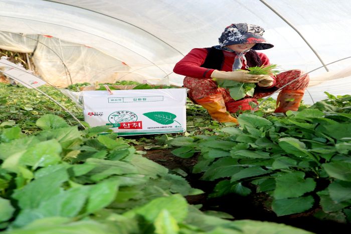 ▲ 지난 16일 남면 원청리 취나물 수확 모습.ⓒ태안군