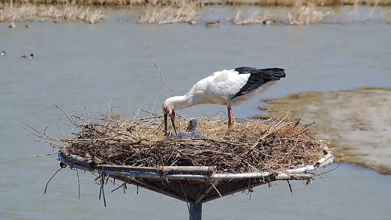 ▲ 서산버드랜드 황새 부부가 새끼를 양육하는 모습.ⓒ서산시