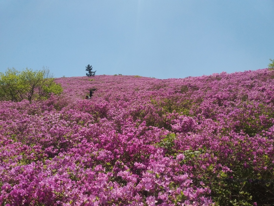 ▲ 보성군, 전국 최대 철쭉군락지 일림산 탐방 환경 개선_일림산 철쭉군락지ⓒ보성군 제공