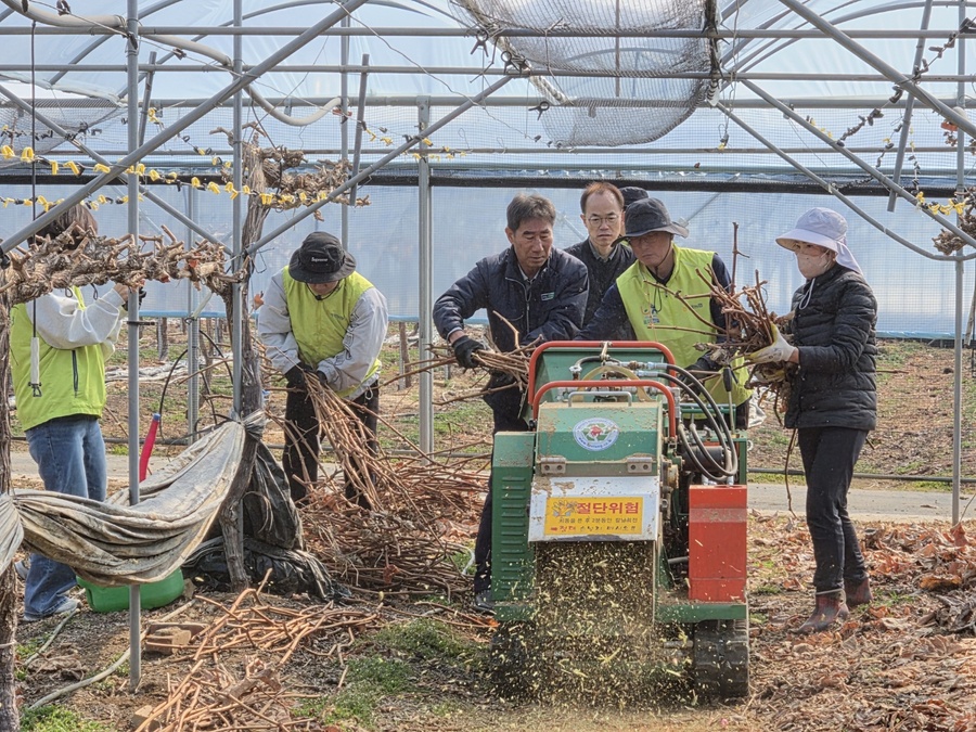 ▲ 경북농협은 17일 상주시 모동면 소재 포도 농가에서 조현철 경북농협 부본부장과 박경환 서상주농협 조합장, 임직원 봉사단 20여 명이 참여한 가운데 ‘영농부산물 파쇄 일손돕기’를 실시했다.ⓒ경북농협