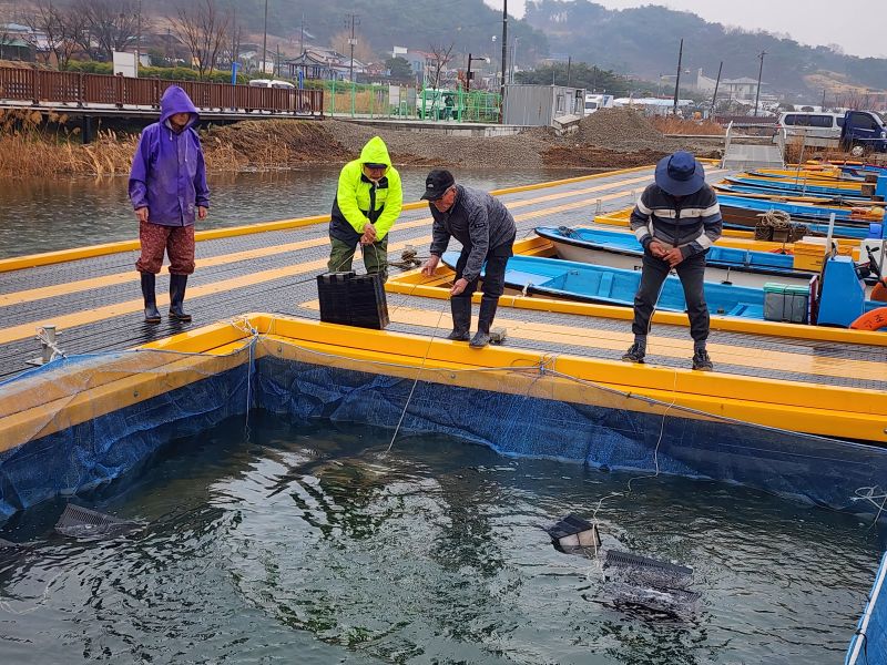 ▲ 논산 탑정호에서 빙어 수정란 이식 모습.ⓒ충남도
