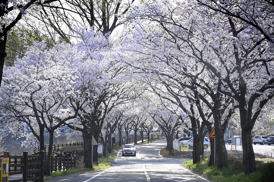 ▲ 유가읍번영회(회장 박인석)는 오는 28일부터 4월 5일까지 달성군 유가읍 한정리 일원에서 ‘제13회 달창지길 벚꽃축제’를 개최한다(25년 촬영분. 달창지길 벚꽃사진).ⓒ달성군
