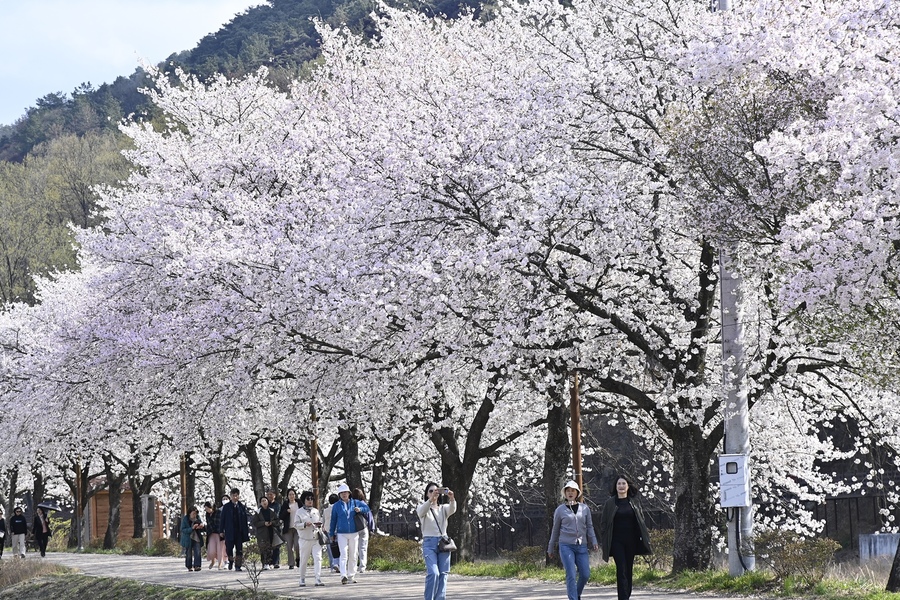 ▲ 달성군 옥포읍 번영회(회장 김광열)는 오는 28일부터 29일까지 이틀간 기세리 일원에서 ‘제12회 옥포 벚꽃축제’를 개최한다.ⓒ달성군