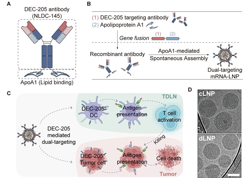 ▲ 이중 표적 mRNA 암백신 개요도.ⓒ성균관대