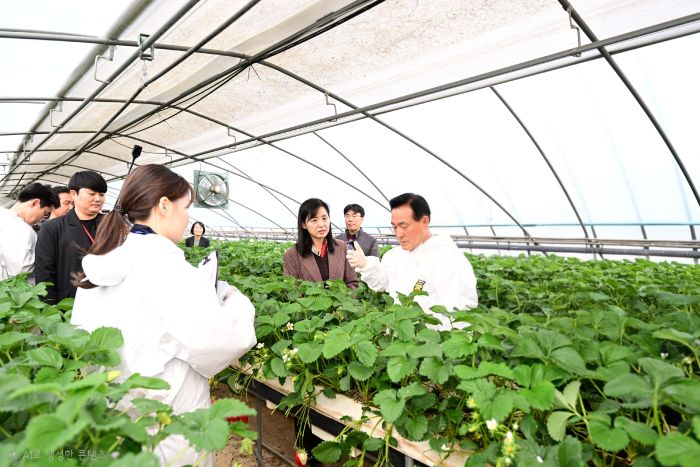 ▲ 백성현 논산시장이 최근 딸기농가를 방문해 안전성 확보를 위한 점검을 하고 있다.ⓒ논산시