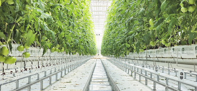 ▲ 홍천군이 청년 농업인 육성을 위해 조성한 임대형 스마트팜에서 완숙 토마토의 첫 출하를 시작했다. ⓒ홍천군