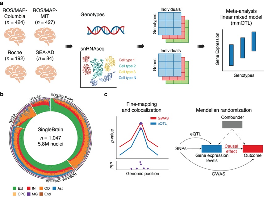 ▲ 1047개 뇌 조직 단일세포 데이터와 유전체 정보를 결합한 SingleBrain 분석 결과.ⓒ성균관대