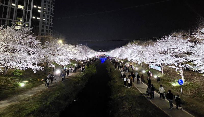 ▲ 지난해 벚꽃이 만개한 천안 원성천 산책로에서 시민들이 야간 경관조명이 켜진 벚꽃길을 걷고 있다.ⓒ천안시