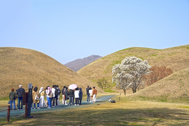 ▲ 대릉원 목련포토존 전경.ⓒ경주시
