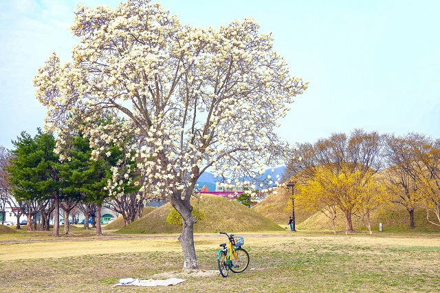 ▲ 노서동 고분군 전경.ⓒ경주시