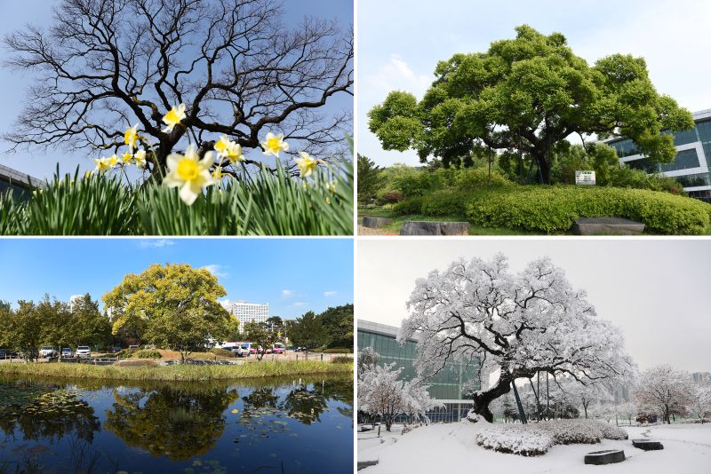 ▲ 충남 천안종합운동장 실내체육관 앞 팽나무 사계절 모습.ⓒ충남도