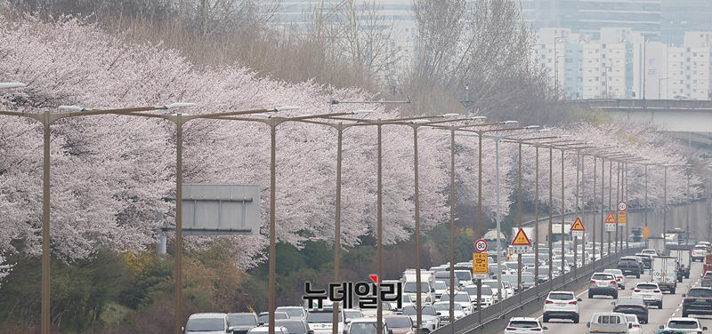▲ 30일 서울 강남구 일원동 일대 동부간선도로에 개화한 벚꽃. ⓒ정상윤 기자