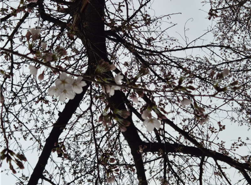 ▲ 전날  여의도 윤중로 일대 벚꽃 개화 모습. ⓒ수도권기상청 제공