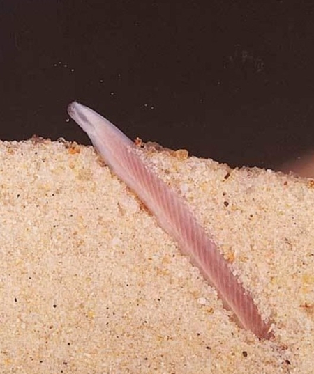 ▲ 창고기(Asymmetron lucayanum) 유전체. ⓒ충북대