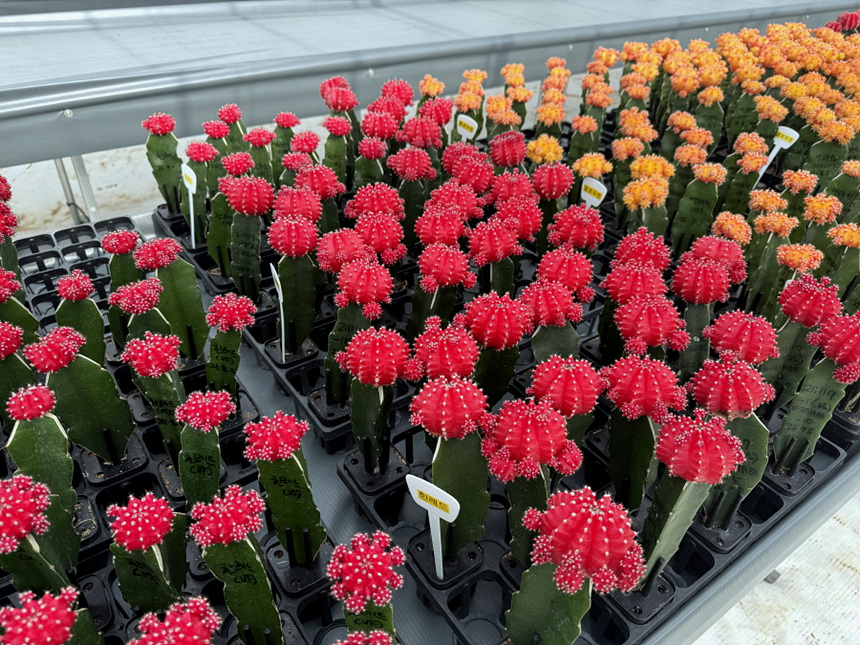 ▲ 고양시는 접목 선인장 무병종묘의 생산 및 보급 확대를 시작했다 ⓒ고양특례시 제공