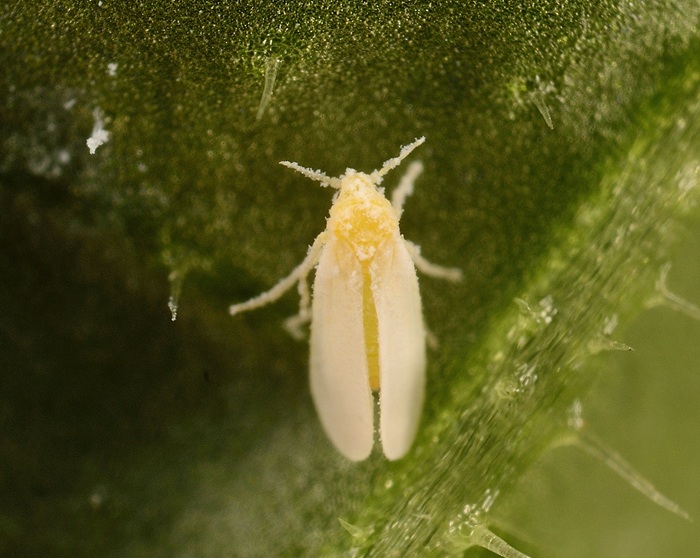 ▲ 담배가루이(Bemisia_tabaci) 모습.ⓒ충남도