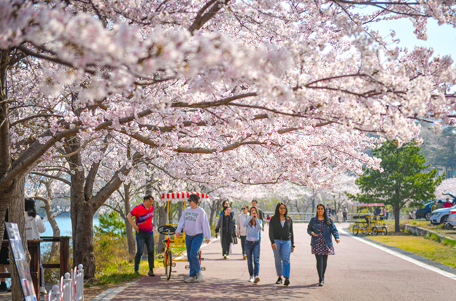 ▲ 영랑호 벚꽃축제 모습. ⓒ강원특별자치도