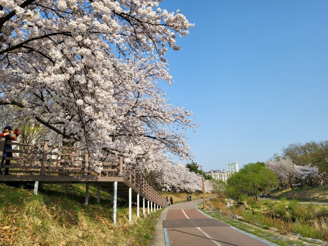 ▲ 성남 중앙공원 분당천변 벚꽃길(1경). ⓒ성남시 제공