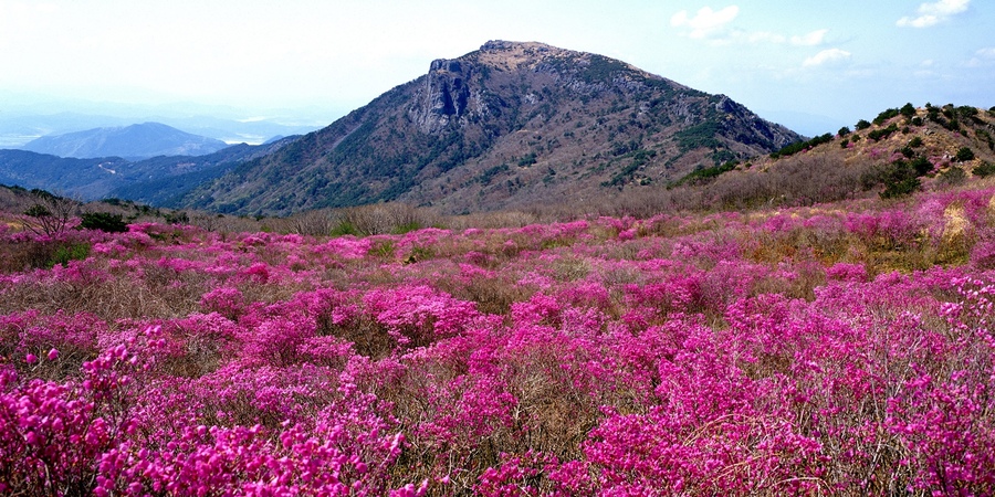▲ (재)달성문화재단은 달성군을 대표하는 봄 축제인 ‘제30회 비슬산 참꽃문화제’를 오는 4월 17일부터 19일까지 국립대구과학관 광장과 비슬산 유스호스텔 일원에서 개최한다.ⓒ달성군