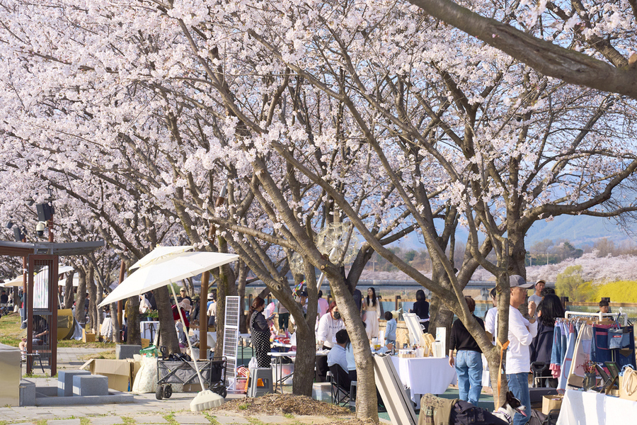 ▲ 2026 구례300리 벚꽃축제 성황리에 마무리_‘벚꽃길 따라 즐거운 봄소풍’ⓒ구례군 제공