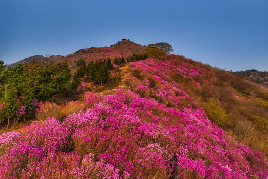 ▲ 영취산 진달래 전경ⓒ여수시 제공