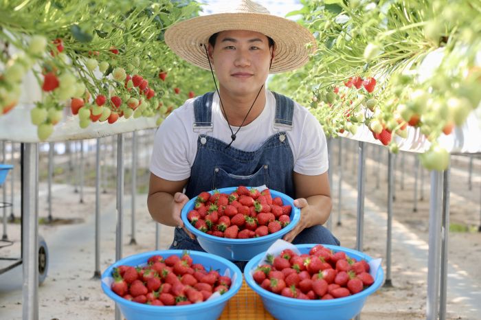 ▲ 청년 농업인 딸기 수확 모습.ⓒ당진시