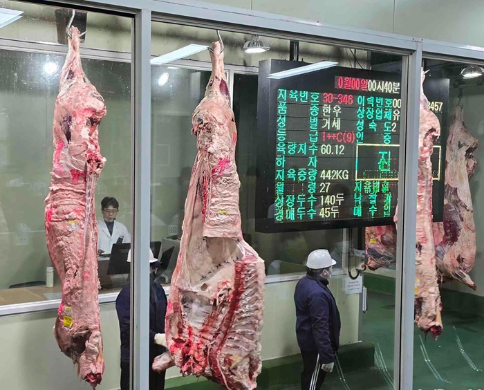▲ 홍성한우 수출을 위해 선별된 1++ 등급 한우가 작업장에서 도축·가공 과정을 거치고 있다.ⓒ홍성군
