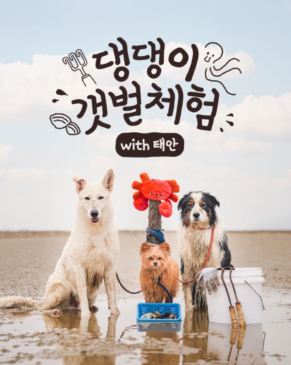 ▲ 반려동물 동반 갯벌 체험 포스터.ⓒ태안군