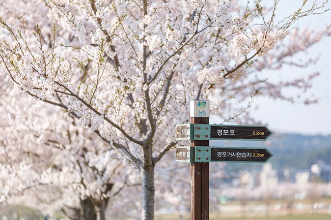 ▲ 강릉경포벚꽃축제 모습. ⓒ강릉시