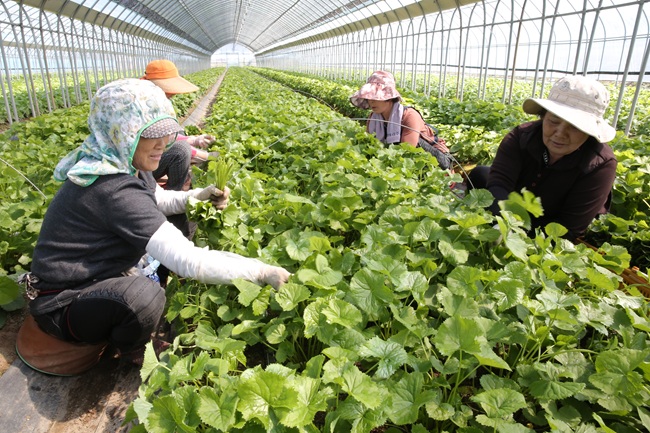 ▲ 곰취 수확 장면. ⓒ양구군