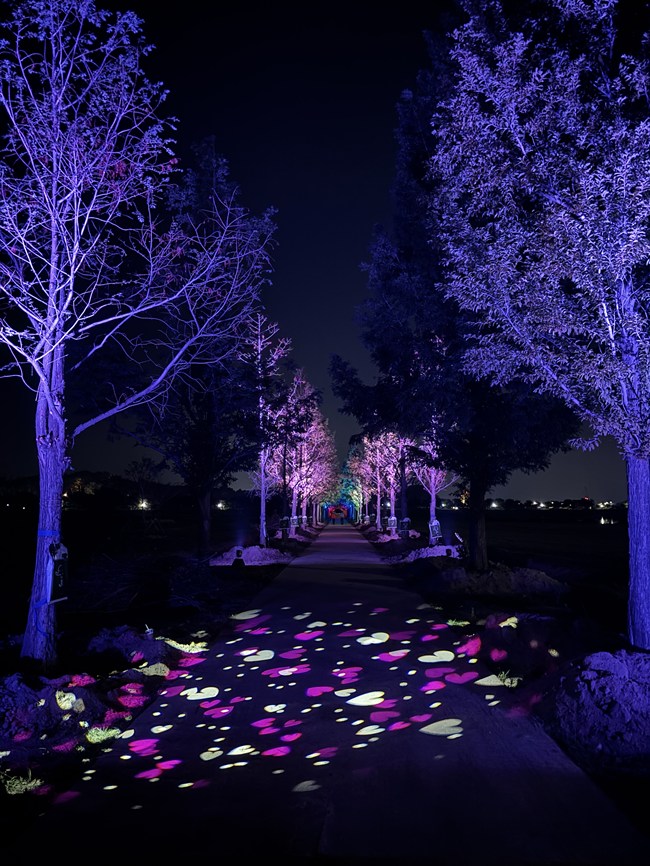 ▲ 강릉시가 11일까지 경포 생태저류지 메타세콰이어길에서 야간 경관 조명을 시범 운영한다. ⓒ강릉시