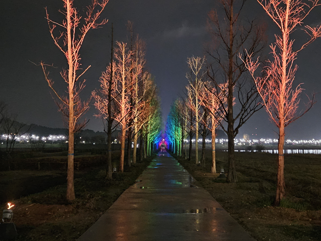 ▲ 강릉시가 11일까지 경포 생태저류지 메타세콰이어길에서 야간 경관 조명을 시범 운영한다. ⓒ강릉시