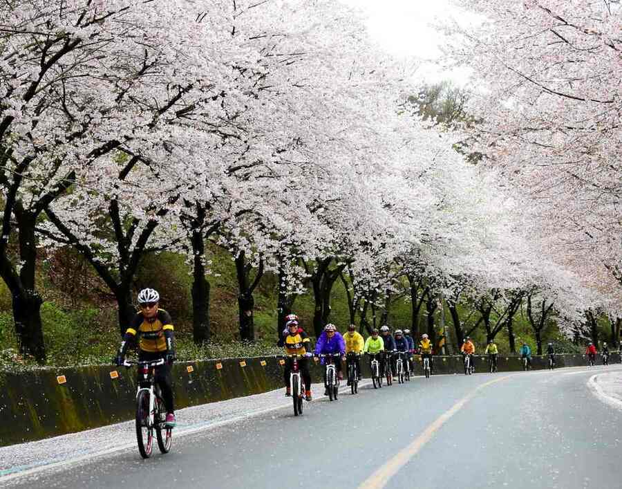 ▲ 숙박세일 페스타_구례300리 벚꽃축제ⓒ전라남도 제공