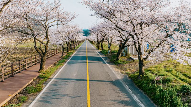 ▲ 지난해 주산벚꽃 모습.ⓒ보령시